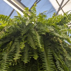 Boston Fern